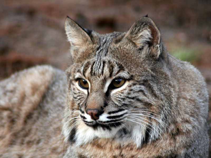 Lince rossa maschio